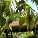 Celtis occidentalis fruit